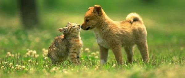 healthy cat and dog