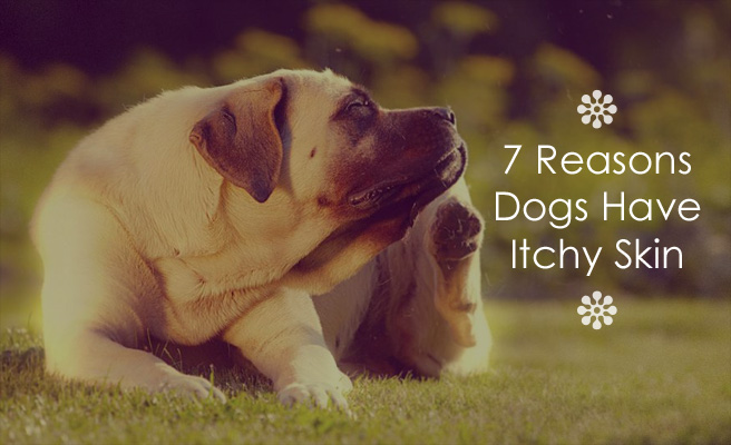 7 Reasons Dogs Have Itchy Skin