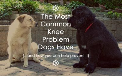 Knee Problems are Negotiable, even in Big Dogs