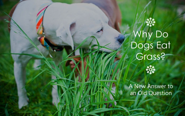 Why do dogs eat grass?