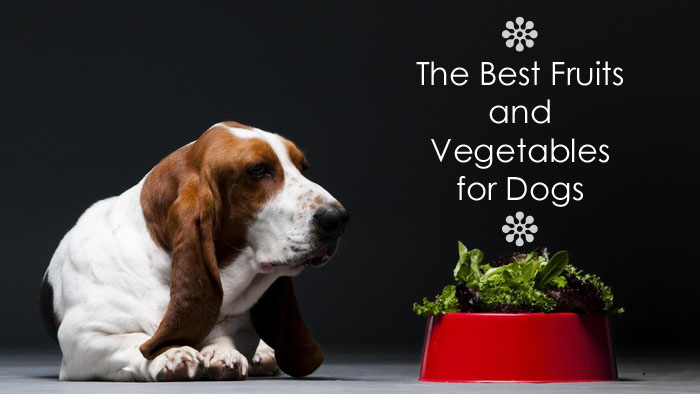 top fruits and vegetables for dogs