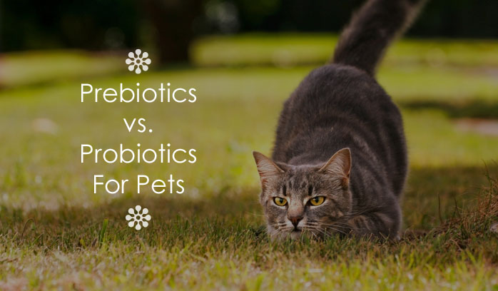 prebiotics-vs-probiotics-pets