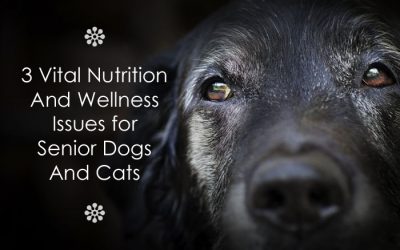 3 Vital Nutrition And Wellness Issues For Senior Dogs And Cats