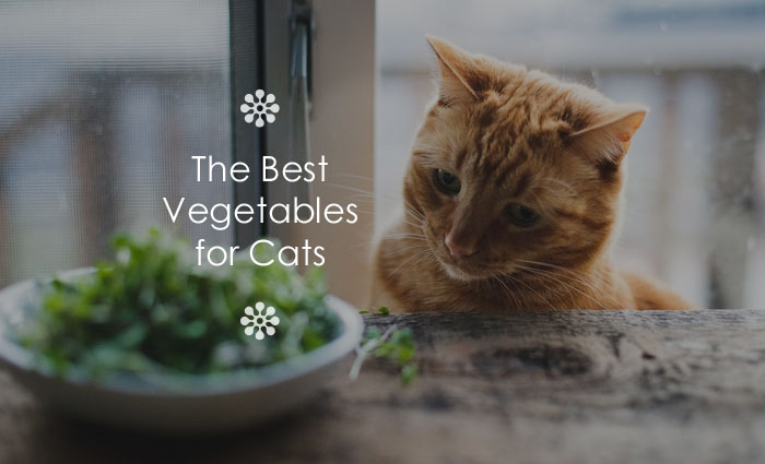 The Best Vegetables for Cats