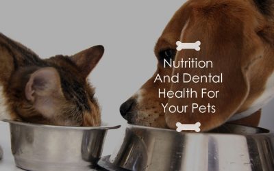 Nutrition And Dental Health For Your Pets