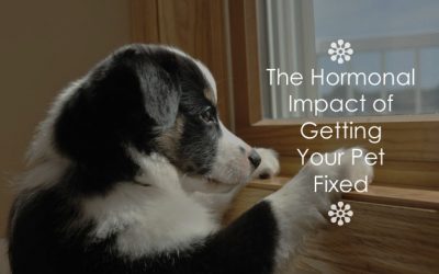 The Hormonal Impact Of Getting Your Pet Fixed