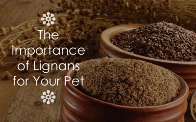 The Importance of Lignans for Your Pet