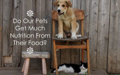 Do Our Pets Get Much Nutrition From Their Food?