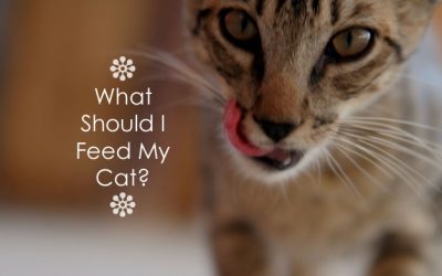 What Should I Feed My Cat?