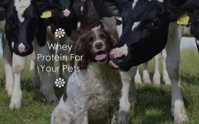 Whey Protein For Your Pets